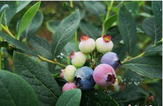 重庆高山上的蓝莓园让“60”农民居家就业