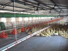 从5个方面改善养鸡场所环保问题