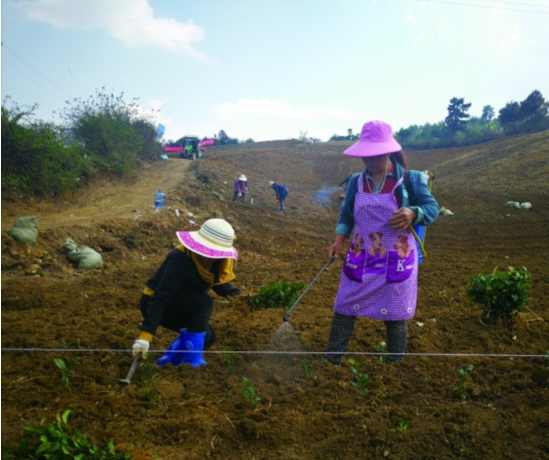 花溪区马铃乡凯坝村摆茶组村民在茶叶示范园种植基地劳作