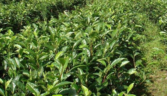 如何推进增强茶产业创新发展能力