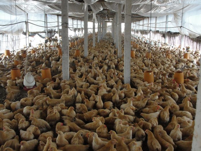 养鸡“低温病”的预防
