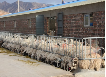 青海:牛羊标准化养殖示范牧场