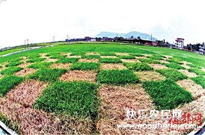 福建省福州南郊转基因水稻试验田内，普通水稻遭虫害严重，已是枯黄一片，但紧挨着的转基因水稻则生长良好。　蔡懋灿 摄