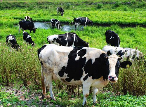 昌隆奶牛养殖专业合作社的奶牛