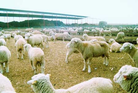 肉羊产业
