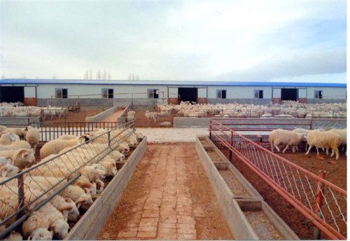 多胎肉羊养殖业