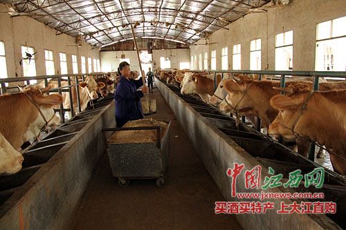 宜春市社会资本正快速涌入肉牛养殖业
