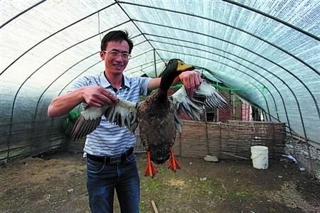 孙红荣养殖的生态野鸭