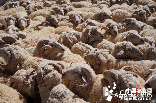 彭波半细毛羊是林周县的一张名片