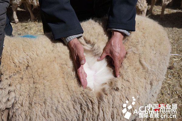 彭波半细毛羊是制作羊绒制品的最佳选择