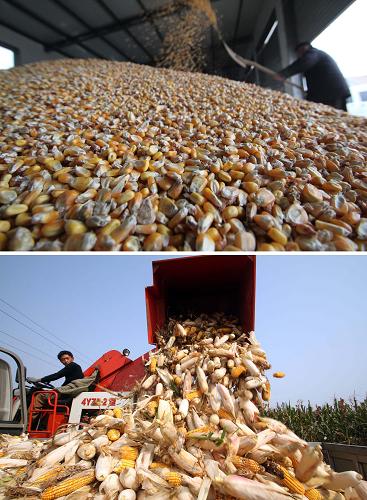 2012年12月2日，山东省临沂市郯城县郯城街道官路东村农民杨俊坤在整理储存的玉米
