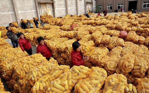 在河北省邯郸市成安县道东堡乡化店村，人们在搬运已采收的玉米