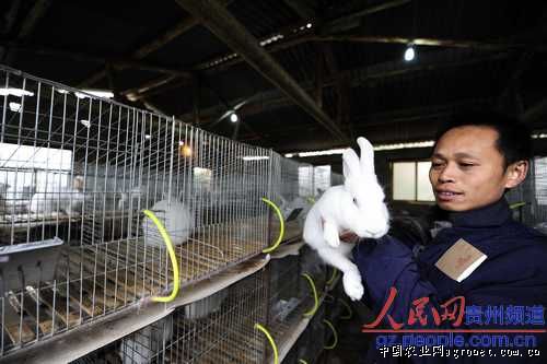 12月10日，吴彩荣介绍每只兔子可卖到五、六十元