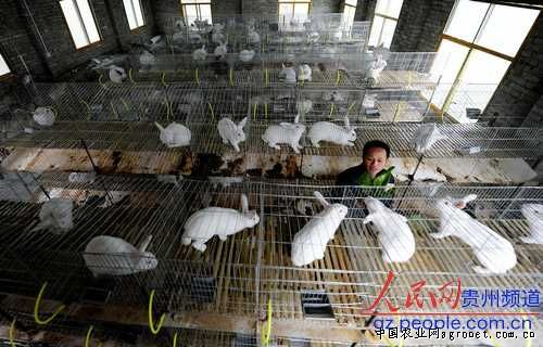 12月10日，贵州省黔东南州从江县贯洞镇腊水村的返乡大学生吴彩荣正在他自建的兔子养殖场忙碌