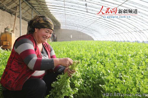 图为新疆乌什镇南关村村民黑之兰正在大棚采收芹菜。