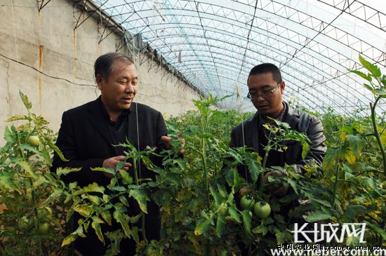 郭春良(图左)与指导社员黑西红柿种植技术。