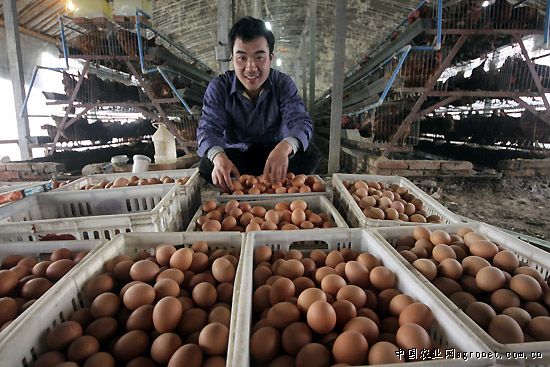 1月16日，退伍老兵郭三建在自己创办的蛋鸡饲养场里收集鸡蛋。