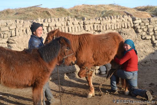 新疆和布克赛尔县莫特格乡农牧民冬季养马增收致富