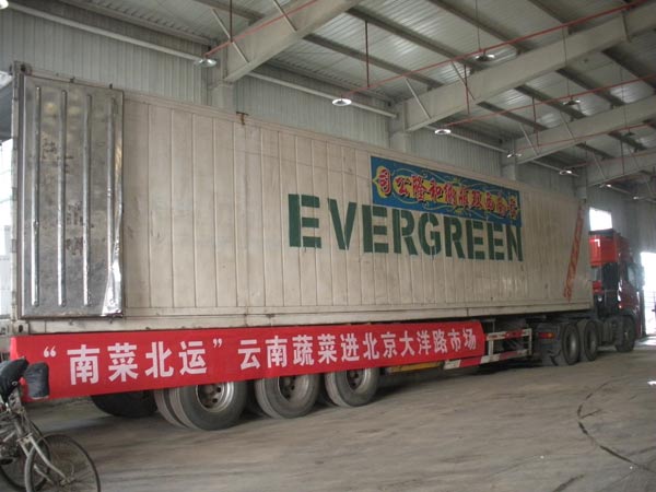 来自云南产地蔬菜公司的运菜大车都有公司标志