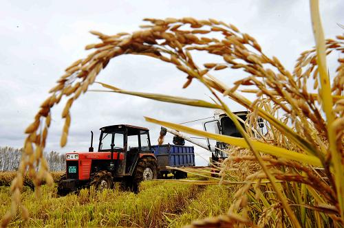收割机在黑龙江省八五六农场的稻田里作业（2012年10月13日摄）。