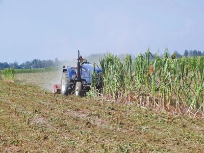 重旱地区，农民含泪铲除绝收玉米