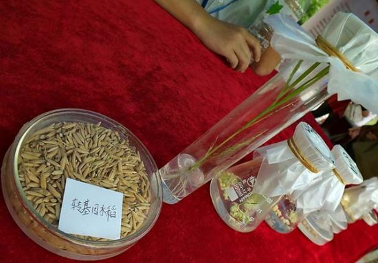 　2014年5月16日，湖北省第十四届科技活动周开幕式在宜昌市夷陵广场举行，来自华中农业大学的科技人员展示的转基因水稻。