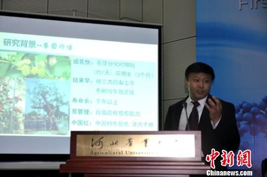 河北农业大学教授刘孟军在讲解枣全基因组测序研究情况。中国新闻网 董莹 摄